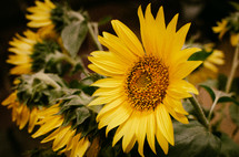 yellow sunflowers 
