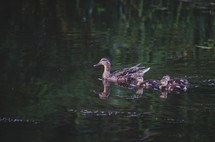 A mother duck swims along the river with her ducklings