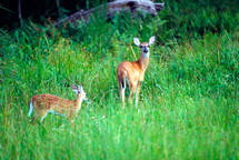 doe and fawn 