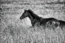 Arabian horse running in a field 