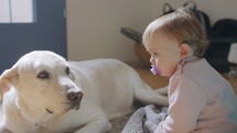 Cute baby petting a big white dog