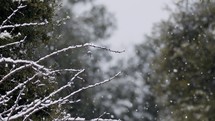Close up shot of snow falling on tree branches in a forest