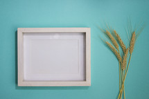Blank white frame on turquoise background with wheat