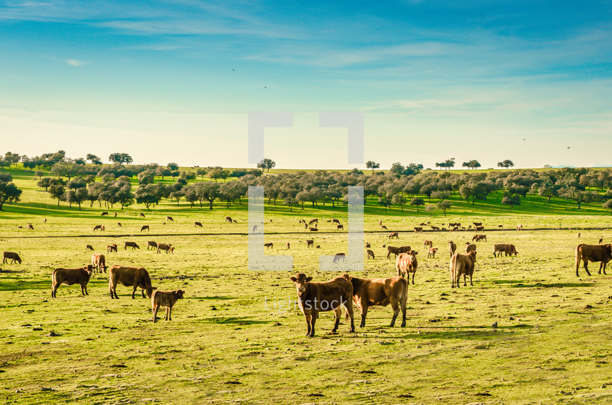 Animal farm on Extremadura, spain. Herd of grazing cows