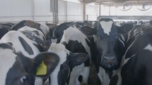 Cows waiting to be milked in a large dairy farm, milk production