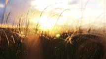 Rich harvest wheat in field against the horizon of beautiful sunrise and landscape nature in rays sun. Agricultural crop. Spikelets for production of bakery products. Summer season in countryside.