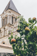 pears on a tree and a church 