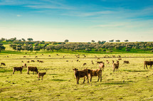 Animal farm on Extremadura, spain. Herd of grazing cows