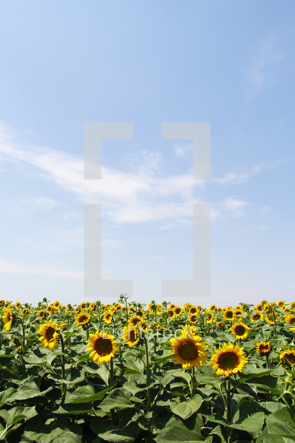 field of sunflowers with copy space 