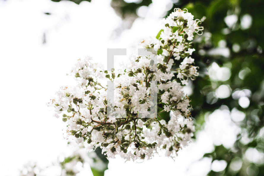white crape myrtle flowers 