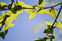 bright sunlight on green leaves 