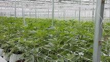 Medical Cannabis plants growing under controlled conditions in a large greenhouse
