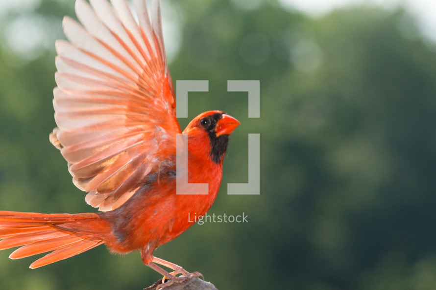 wings of a cardinal 