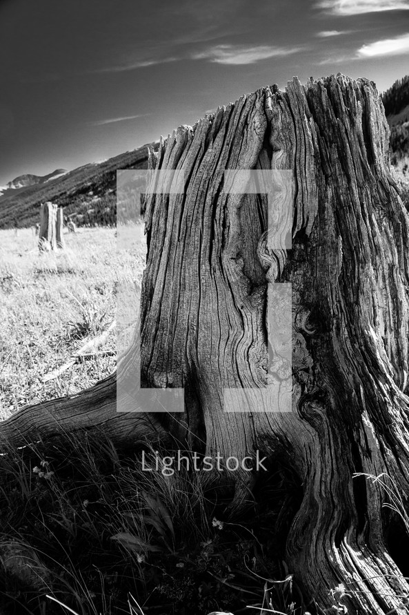 an old weathered tree stump 