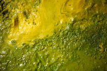 green and yellow algae closeup 
