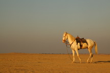 saddled horse standing in a desert 