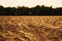 field of grains 