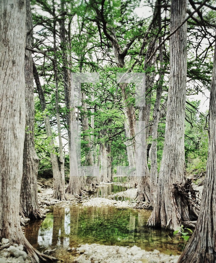 Forest tree creek