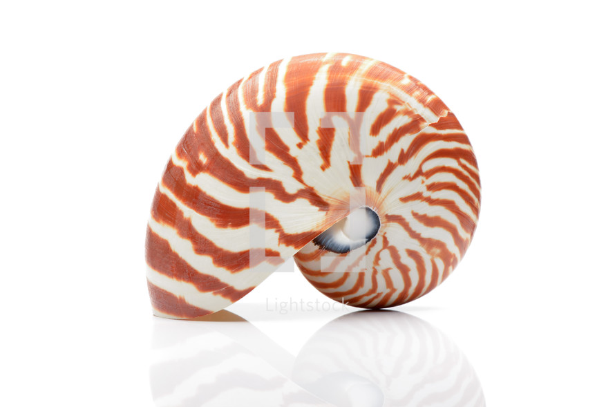 nautilus shell 