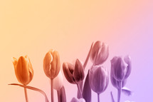 pink tulips against a peach background 