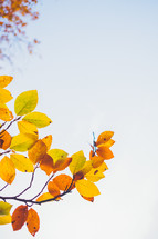 golden fall leaves on a branch 
