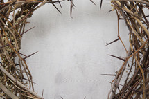 a crown of thorns 