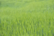 green wheat in a field 