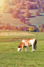 grazing cow 