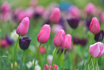 pink tulips in a field 