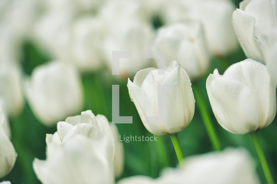white tulips in a filed 