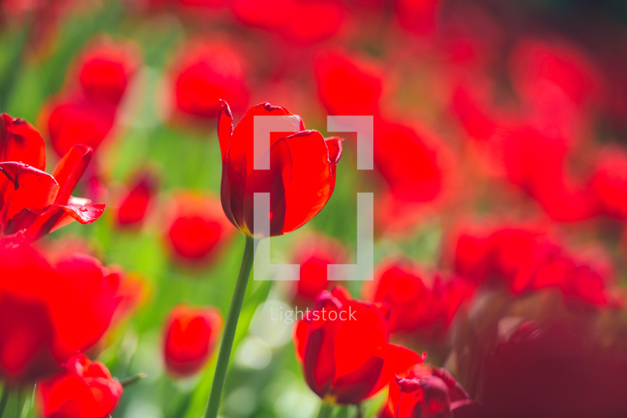 red tulips in a field 