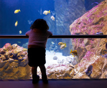 Little girl watching fishes in a large aquarium in Livorno, Italy.