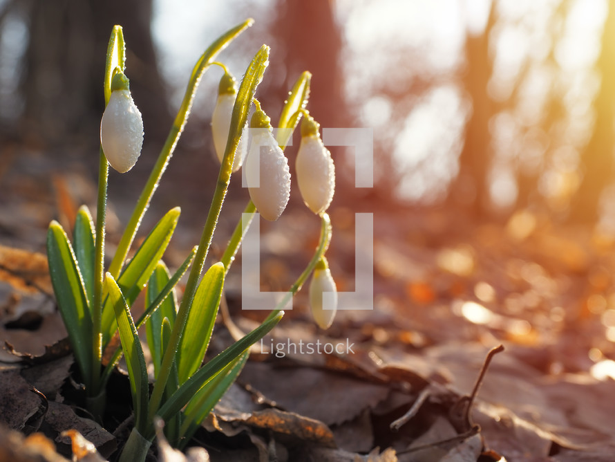 snowdrop flowers in a forest 