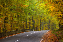 road through a forest in fall 