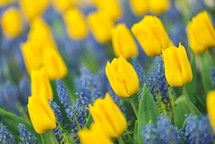 yellow and blue spring flowers 