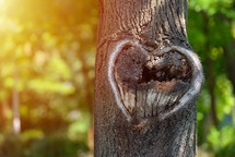 natural heart shape in a tree trunk 