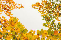 yellow and green fall leaves 
