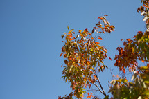blue sky and fall tree 