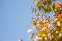 fall leaves on a tree and blue sky 