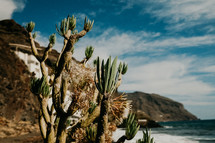Beautiful Cactus Bush On Amazing Island Volcanic Beach Near Ocean.
