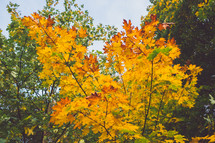 yellow fall foliage 