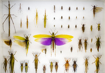 bug collection 