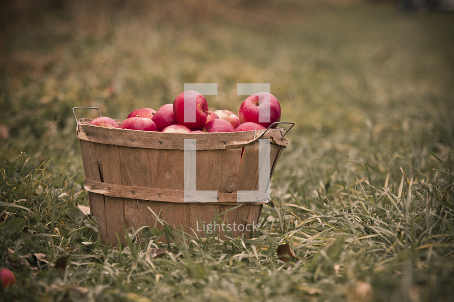 basket of apple 