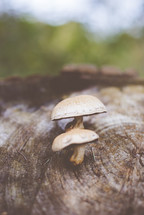 mushrooms on a log 