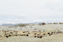 cattle grazing on a hillside 