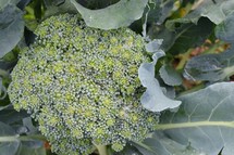 Close up of broccoli growing