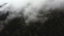fog and forest 