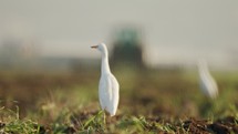 Cattle egrets in a field with change focus to a Tractor cultivating