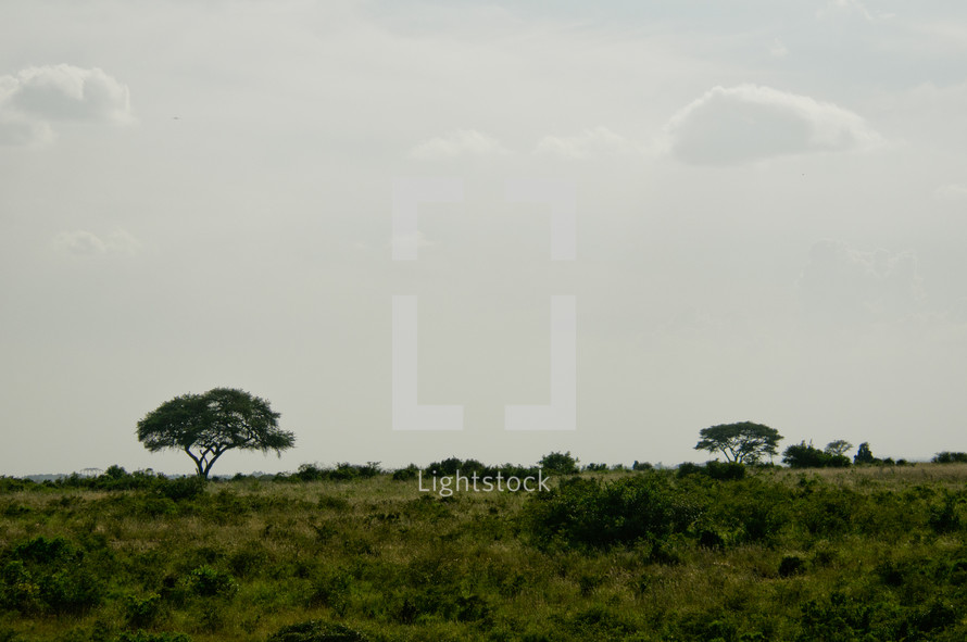 green grass and foliage of Nairobi savanna
