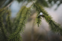 engagement ring on a pine branch
